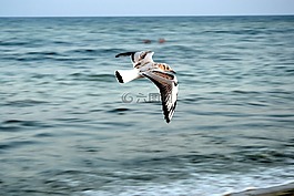 海鷗,翅膀,鳥