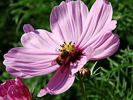 kosmee,开花,花