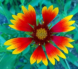 毯子花,花,植物