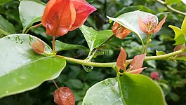 葉,自然,植物區(qū)系