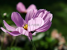 kosmee,粉红色,宇宙