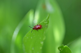 甲蟲,鈴蘭,片