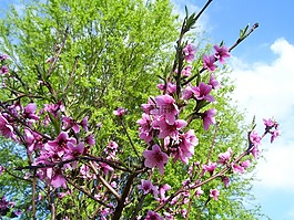 春,pesco,布魯姆