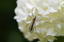 甲蟲,綠色,片