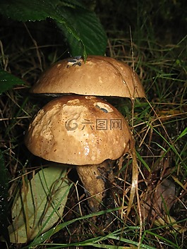 蘑菇,森林,昆蟲