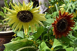 向日葵,花園,陽光鮮花