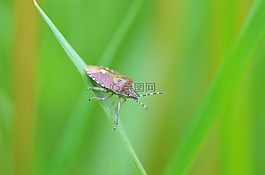 甲蟲,錯(cuò)誤,綠色