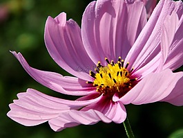 kosmee,开花,粉红色
