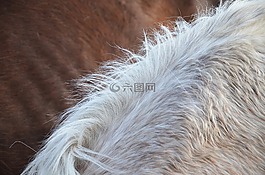 馬,發(fā),鬃毛