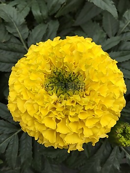 花,黃,春