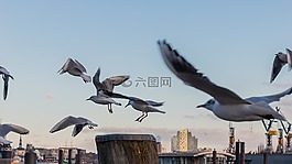 鳥,飛行,翼