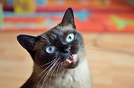 猫,可爱,蓝色的眼睛