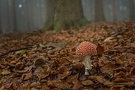 飛木耳,森林,森林的地面