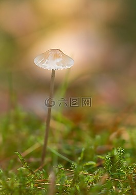 蘑菇,綠色黃色,秋季