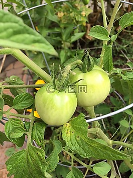 番茄,綠色,花園