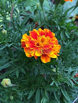 萬壽菊,花園,花