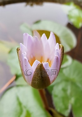 蓮花,淡紫色,自然
