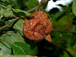 蘋(píng)果,水果,樹(shù)