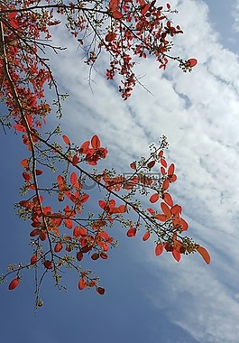 春天,紅葉,清晨