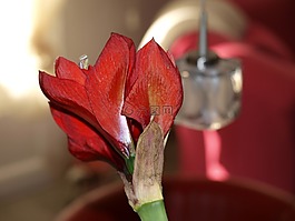 amarilys,鮮花,裝飾