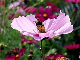 kosmee,开花,粉红色