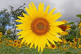 太陽(yáng)花,性質(zhì),花