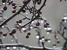 樹,自然,雨