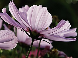 kosmee,开花,粉红色