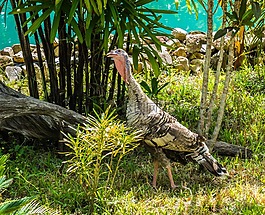 土耳其,鳥,花園