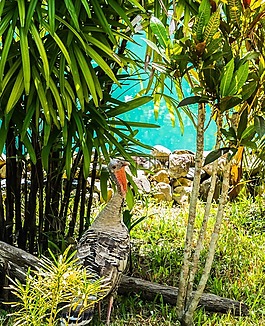 土耳其,鳥,花園