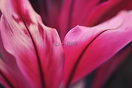 花,植物區(qū)系,粉紅色