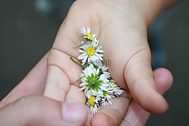 雛菊,春,孩子的手