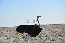 南部非洲,鴕鳥(niǎo),運(yùn)行