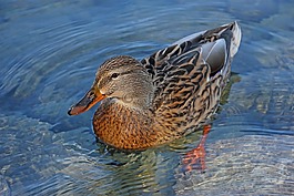 鴨,性質(zhì),湖