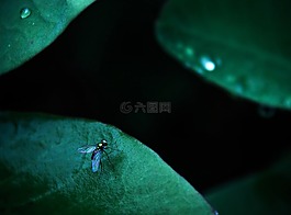 亂倫,綠色,小