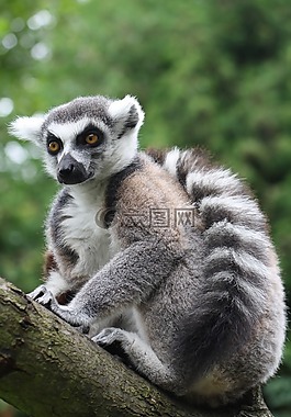 環(huán)尾狐猴,猴子,prosimian