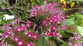 鮮花,昆蟲(chóng),性質(zhì)