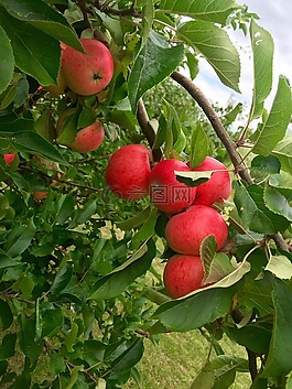 蘋果,蘋果樹,紅蘋果