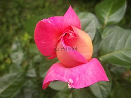 粉紅色,羅莎,性質(zhì)