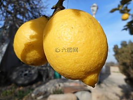 檸檬,水果,地中海