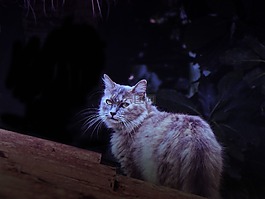 加塔,夜,屋顶
