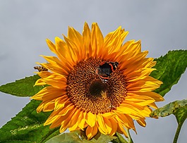 太陽(yáng)花,蝴蝶,關(guān)閉