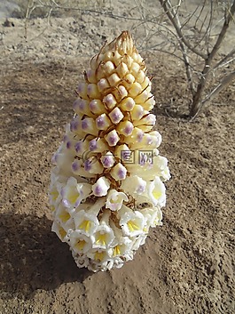 蓯蓉花,黃土高原,梭梭