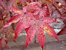 日本楓樹(shù),葉,雨點(diǎn)