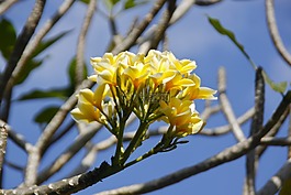 巴厘島,花,komboja