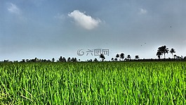 原野,稻田,農(nóng)業(yè)