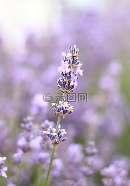 薰衣草,花,夏天