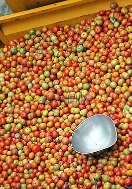 番茄,bangaloretomato,natitomato