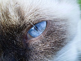猫,暹罗猫,蓝色的眼睛