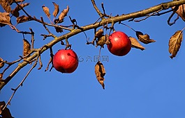 蘋(píng)果,蘋(píng)果樹(shù),水果
